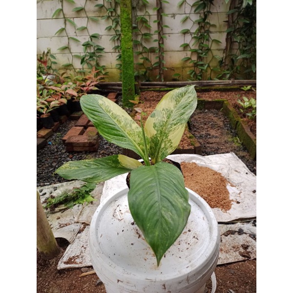 DIVEN PANGLIMA VARIGATA