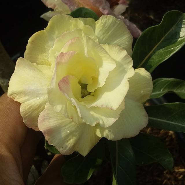 Adenium Tumpuk warna kuning