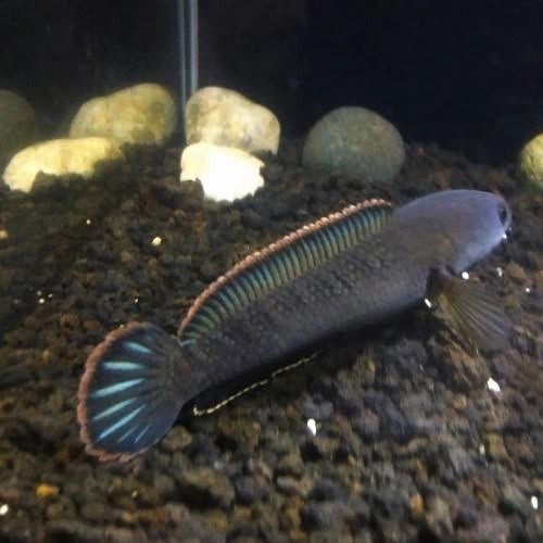Cana Chana Limbata Big Size 9-15cm Ikan hias predator air tawar auranti maru pulcra asiatika barca y