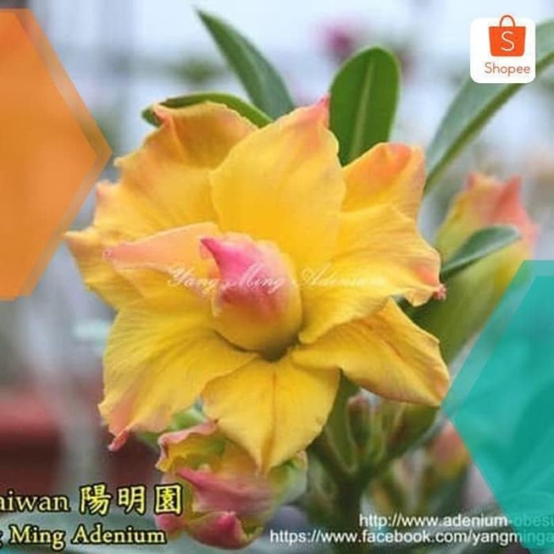 bibit tanaman hias adenium kamboja jepang dun huang