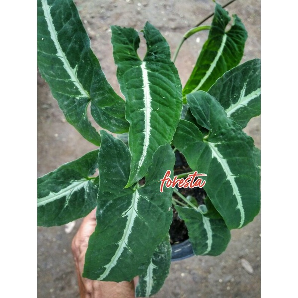 Syngonium Wendlandii