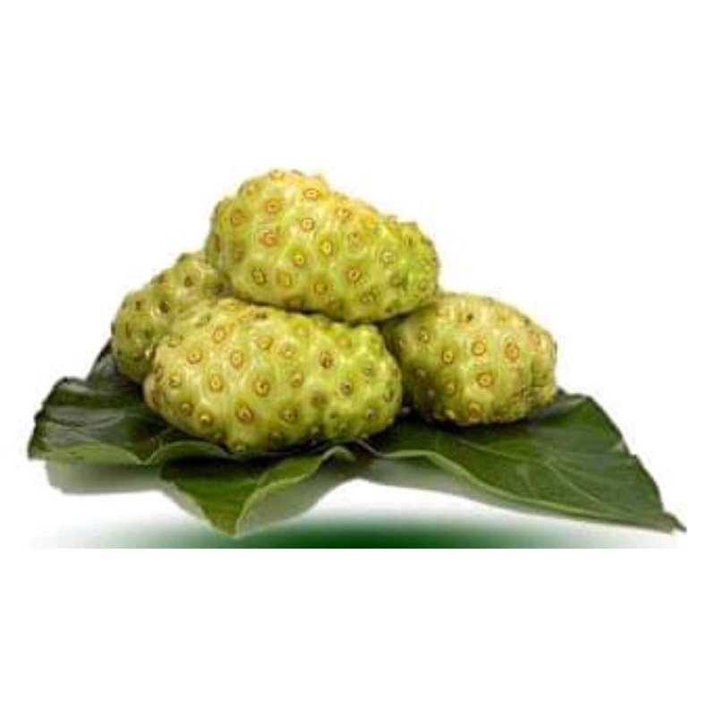 

Buah Mengkudu Segar 1KG