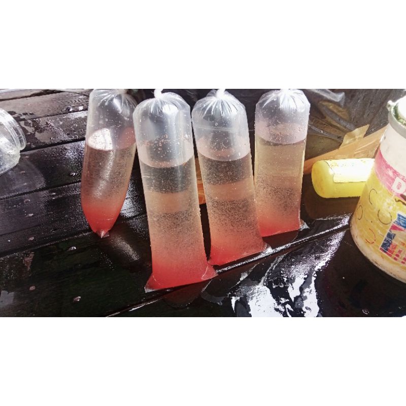 Kutu Air Hidup Moina Sp Bebas Dari Kutu Zet