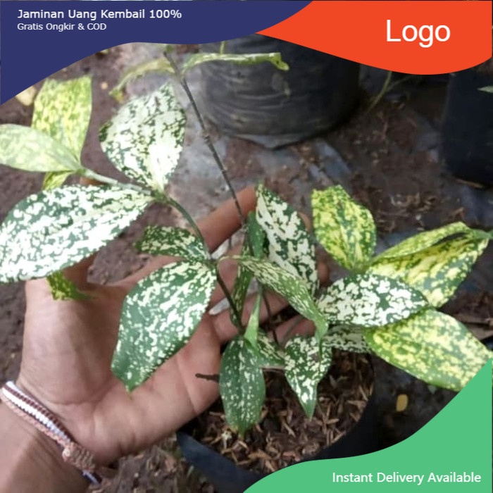 tanaman hias Florida - drasena Florida - variegata