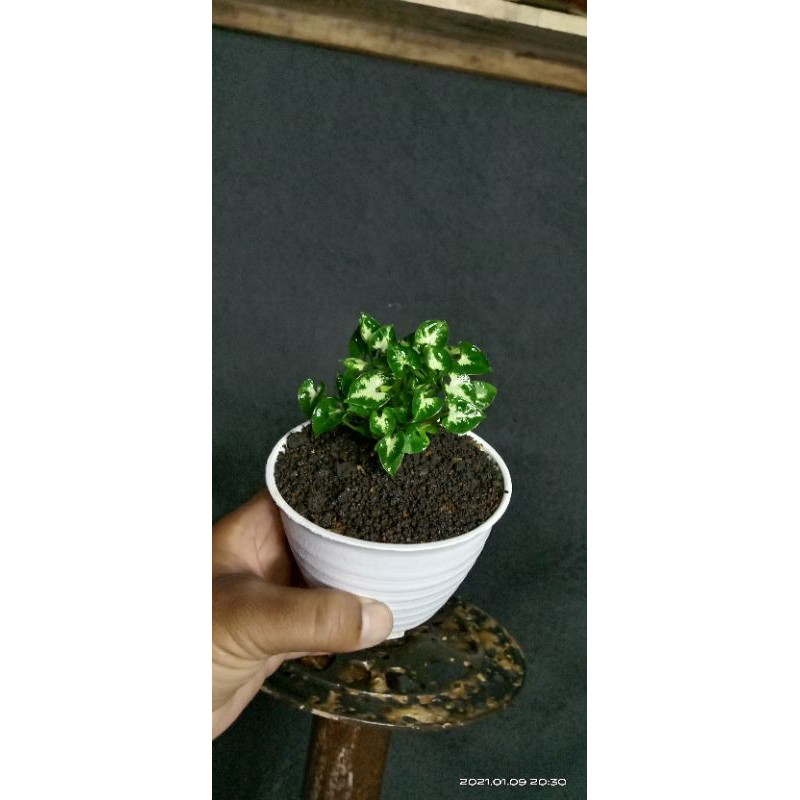 keladi mini/keladi liliput