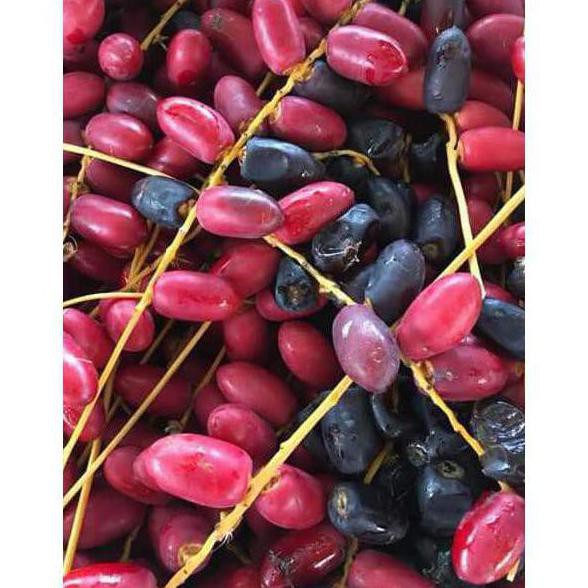 Bibit Benih Biji Kurma Thailand H1 Merah Asa Thailand P@G Cll