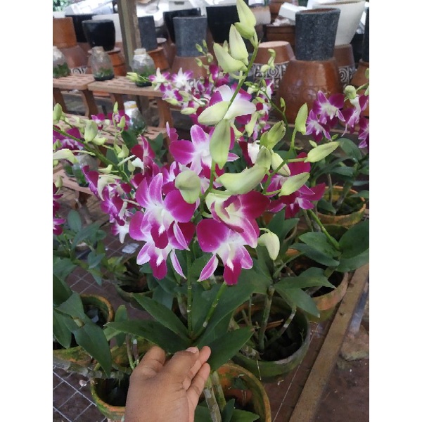 anggrek dendrobium sonia
