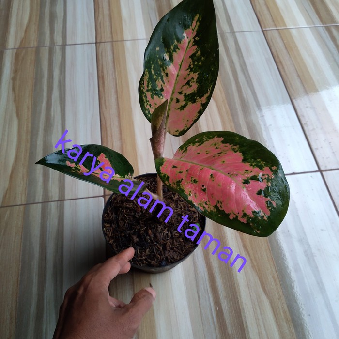 tanaman hias aglonema kocin paramuay perak pohon hias kocin