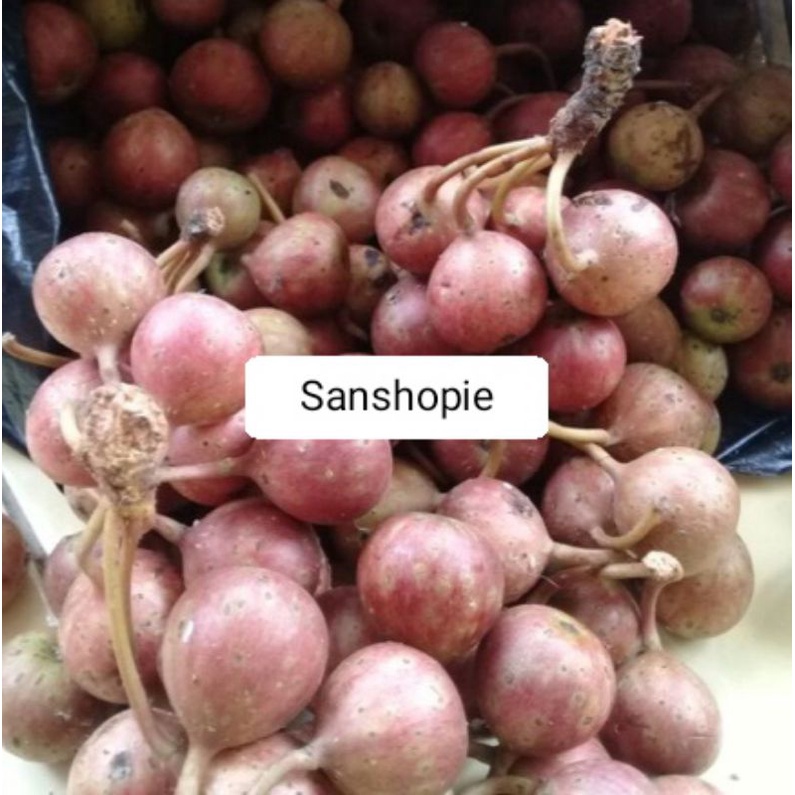 

Buah kondang atau gondang segar 500 gram