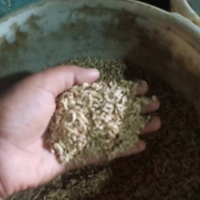 

Jinten kasar,Jinten halus,Jinten Hitam,Alba,biji sawi 100gr