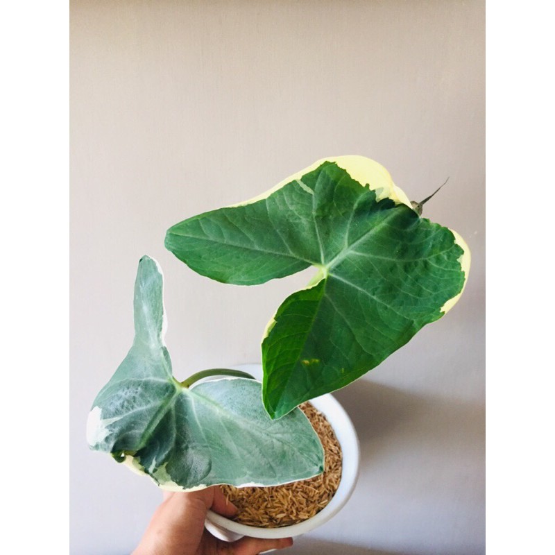 Keladi tikus variegata / keladi mickey mouse