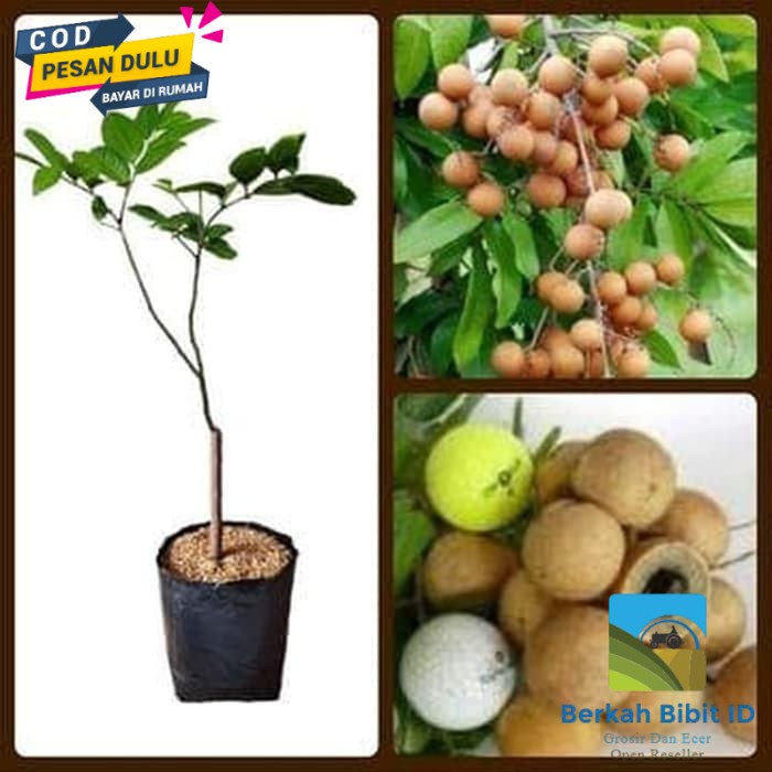 BIBIT BUAH KELENGKENG PINGPONG okulasi