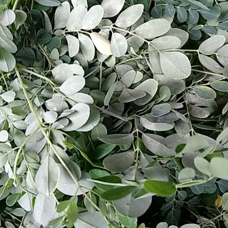 

Daun Kelor segar setengah kg