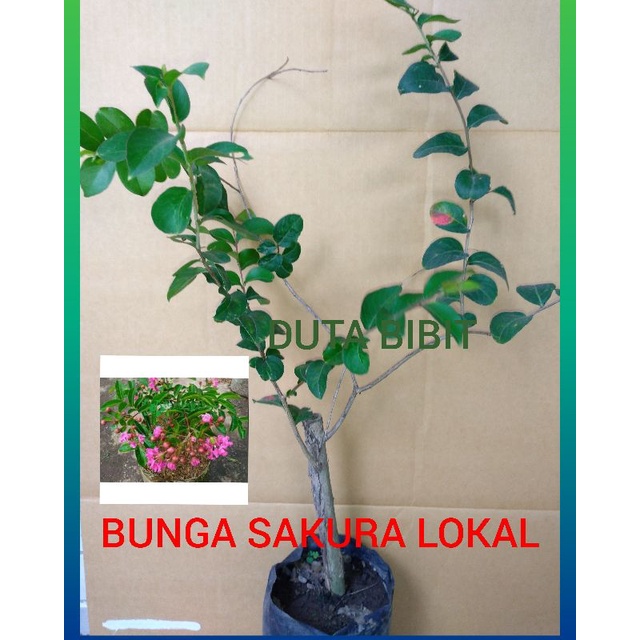 BIBIT BUNGA SAKURA