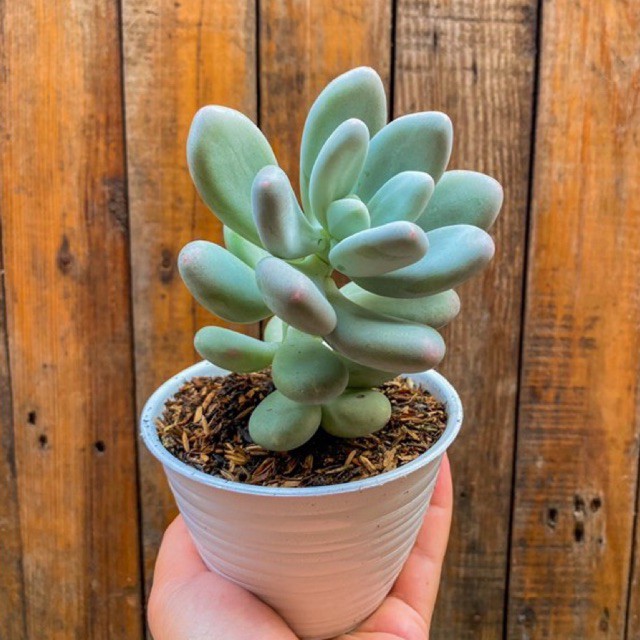 KAKTUS MINI DAN SUKULEN (graptopetalum moonstone)