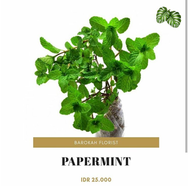 Tanaman bibit papermint