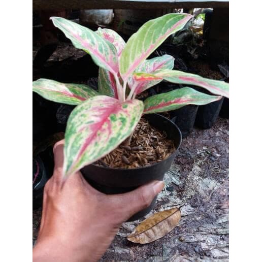 Pohon aglonema bibit pohon Aglaonema Red Fire Aglonema Red Fire