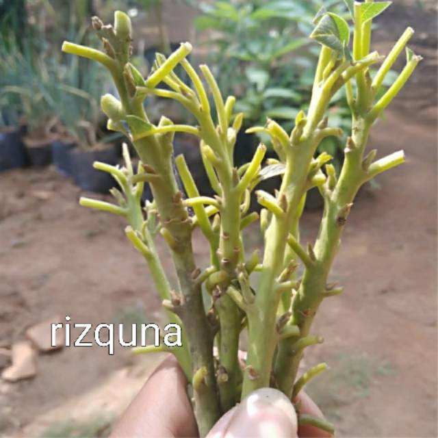 ENTRES ALPUKAT MENTEGA JUMBO 20 BTG