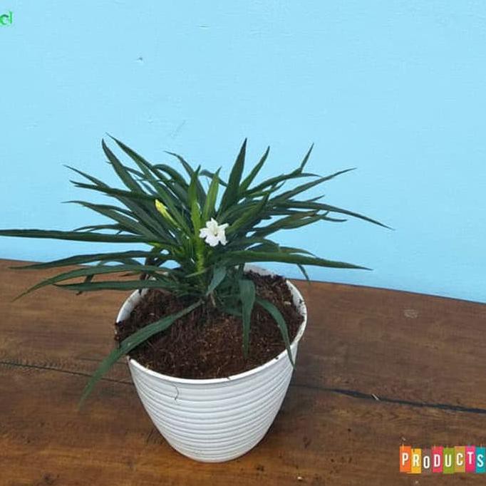 Discount Tanaman Hias Ruellia Bunga Putih / Ruellia Brittoniana Katie White Diminati Banget