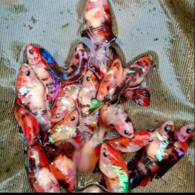 Cupang koi galaxy/sepasang koi