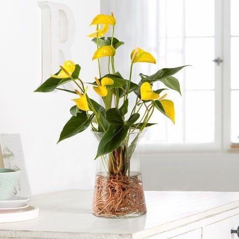 TANAMAN HIAS ANTHURIUM MICKEY MOUSE BUNGA KUNING-TANAMAN BUNGA HIDUP (anthorium) RUMAH Anthurium