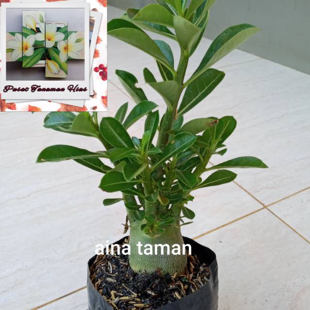 BONSAI ADENIUM OBESUM-bibit tanaman bonsai adenium obesum pusat tanaman hias