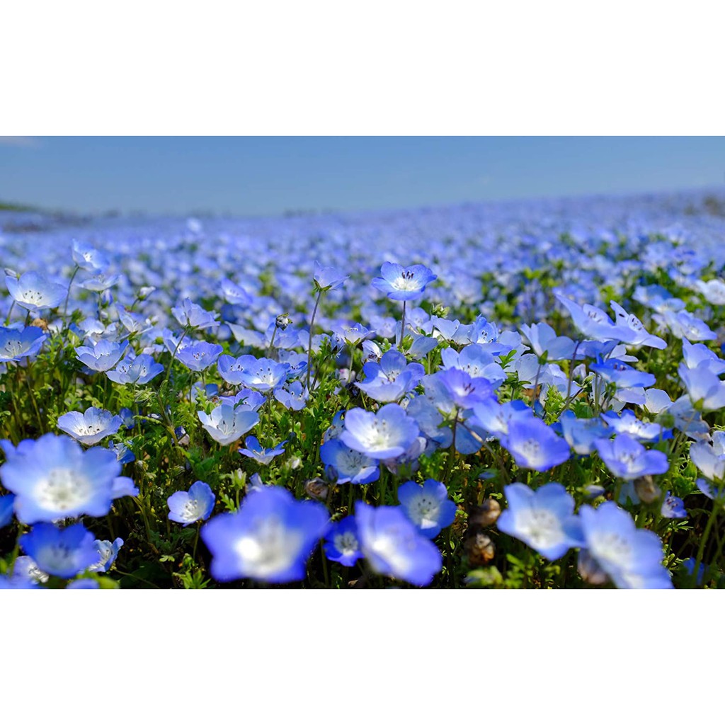 Benih Bibit Biji - Bunga Nemophila Baby Blue Eyes Flower Seeds - IMPORT