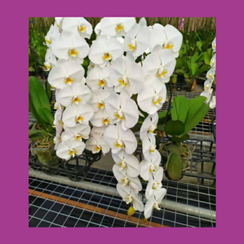 anggrek bulan jumbo putih