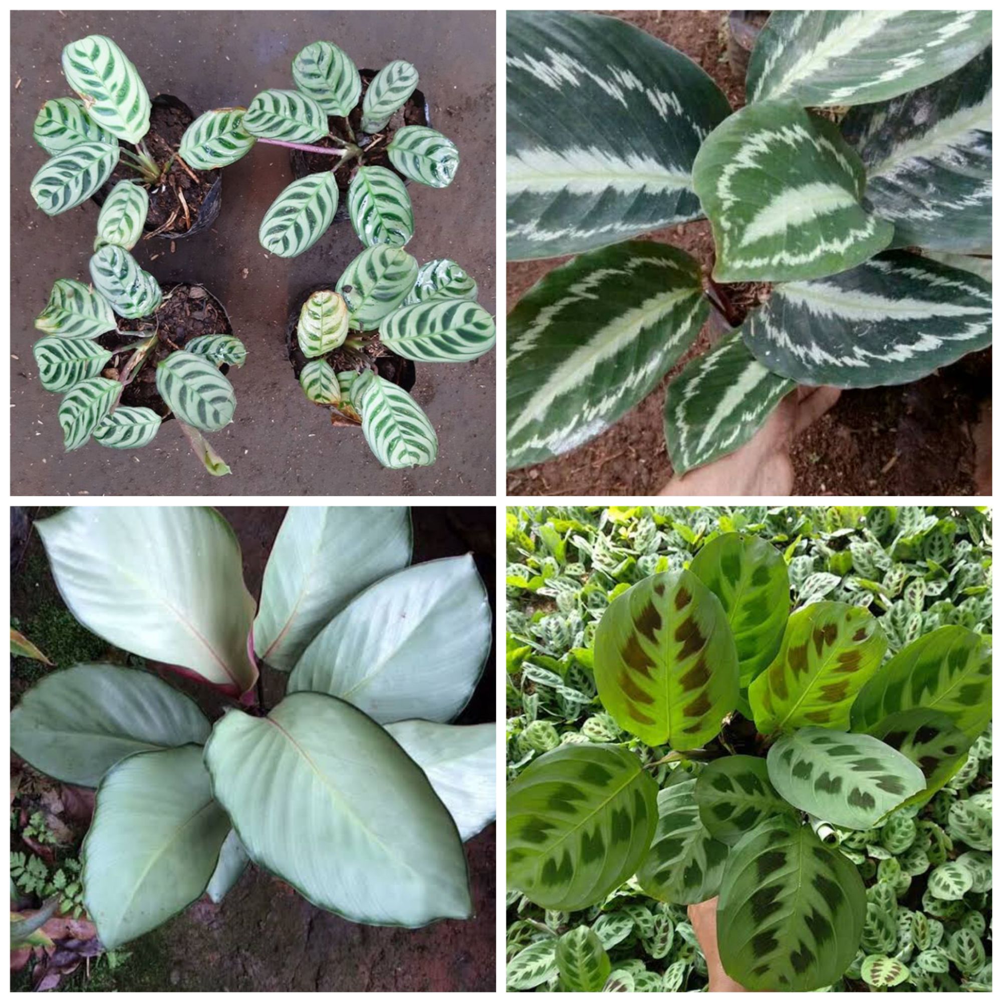 Jual Paket 4 Jenis Tanaman Bunga Calatea Tanaman Bunga Calathea Indoor Indonesia Shopee Indonesia