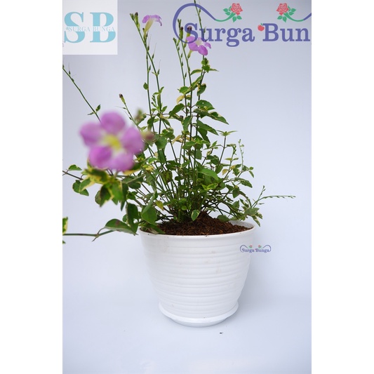 Tanaman Hias Torenia Varigata Bunga Pink