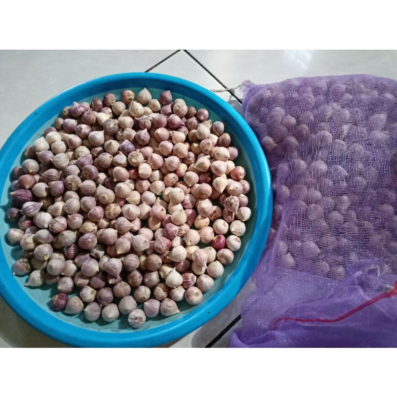

Bawang Putih Tunggal Mentah