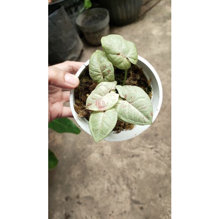 syngonium milk confetti