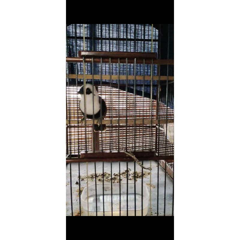 Burung Poksay Jambul Medan BODYBIG