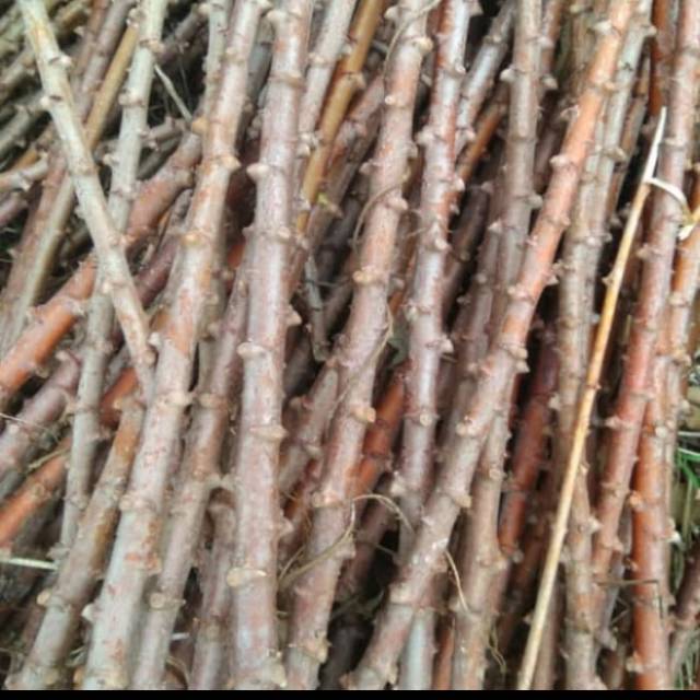 15 batang singkong mentega ukuran 25 cm - bibit pohon singkong mentega