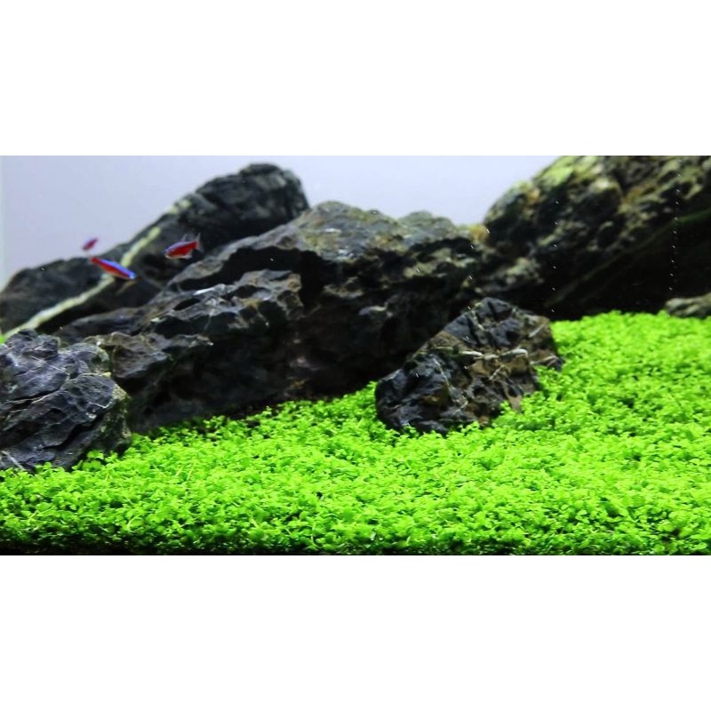 Montecarlo ( Tanaman Carpet Aquascape)