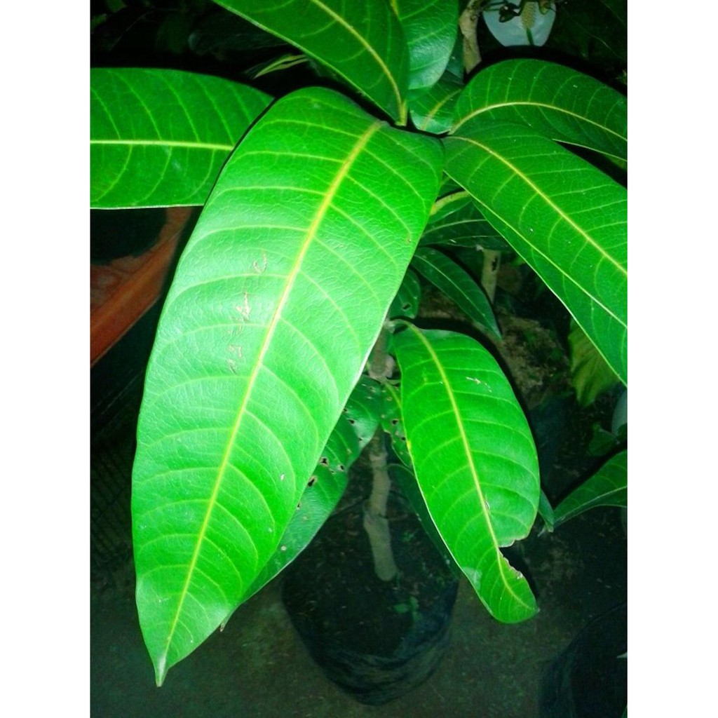 Laris Murah! Tanaman Buah Mangga Mahatir 80Cm @_@