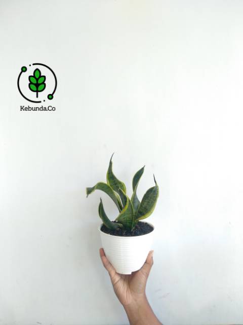 Tanaman Hias - Sansevieria Twister - Sansevieria Twistter