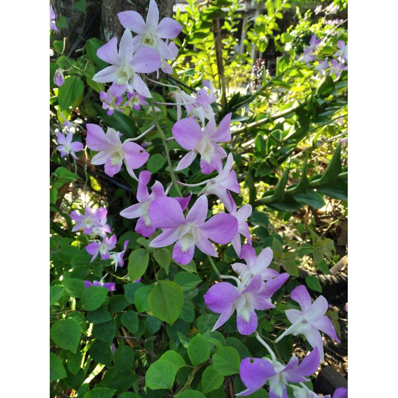 Anggrek Dendrobium Arindang/Anggrek