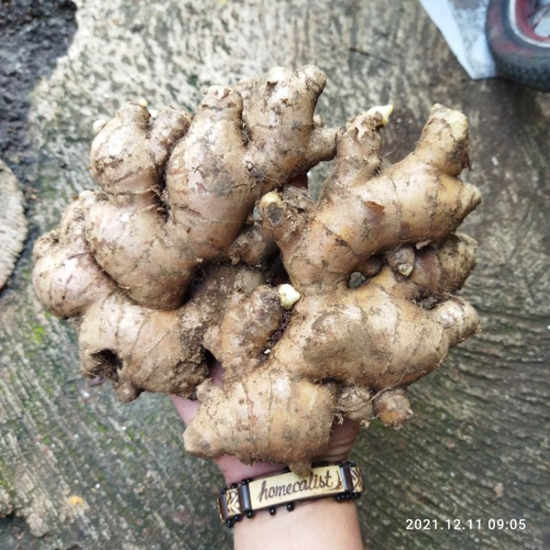 Jahe Gajah Jahe Putih Segar Bahan Masakan