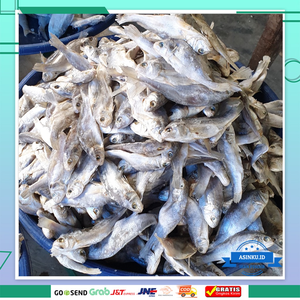 

IKAN ASIN KEPALA BATU 1KG | IKAN ASIN GELAMA | IKAN ASIN SAMGE 1 KG | IKAN ASIN PALING MURAH