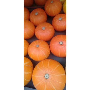 

Labu Kabocha minim order 2 @