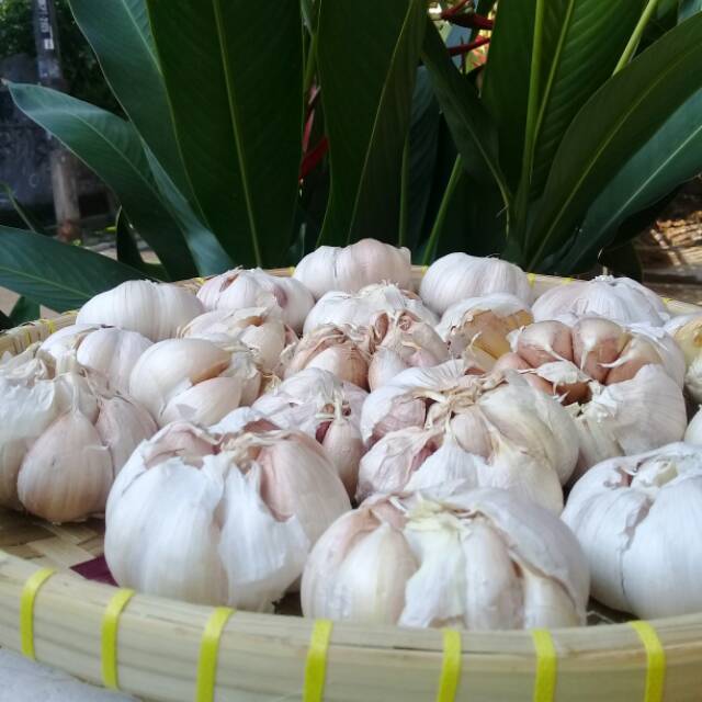 

Bawang putih