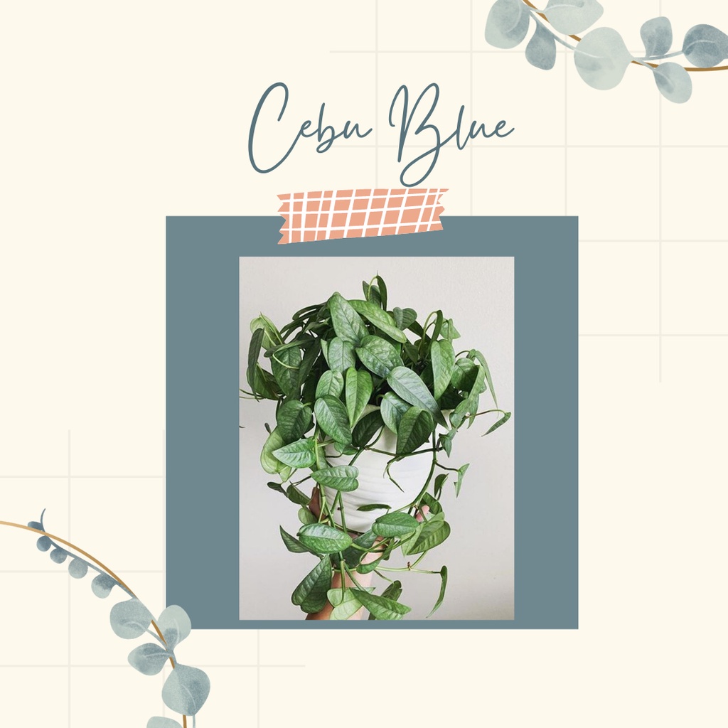 Tanaman Hias Cebu Blue Epipremnum pinnatum cebu blue
