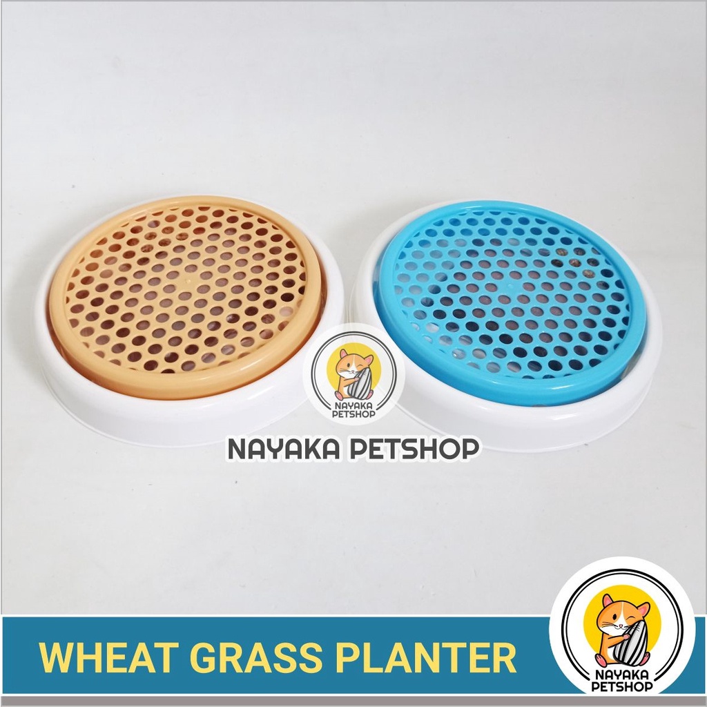 Paket Tanam Rumput Kucing Tempat Wheat Grass Planter Alat Menanam Gandum Opo Cat