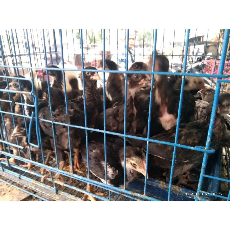 AYAM JOPER KAMPUNG JAWA SUPER