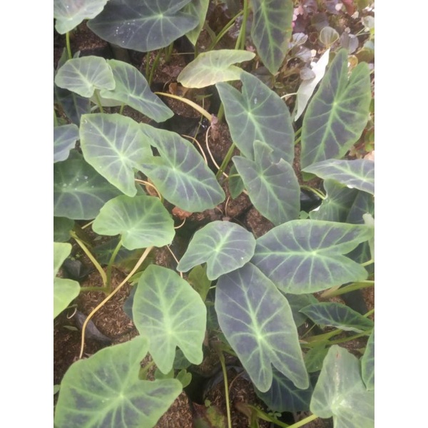 Tanaman hias keladi hitam - pohon keladi hitam