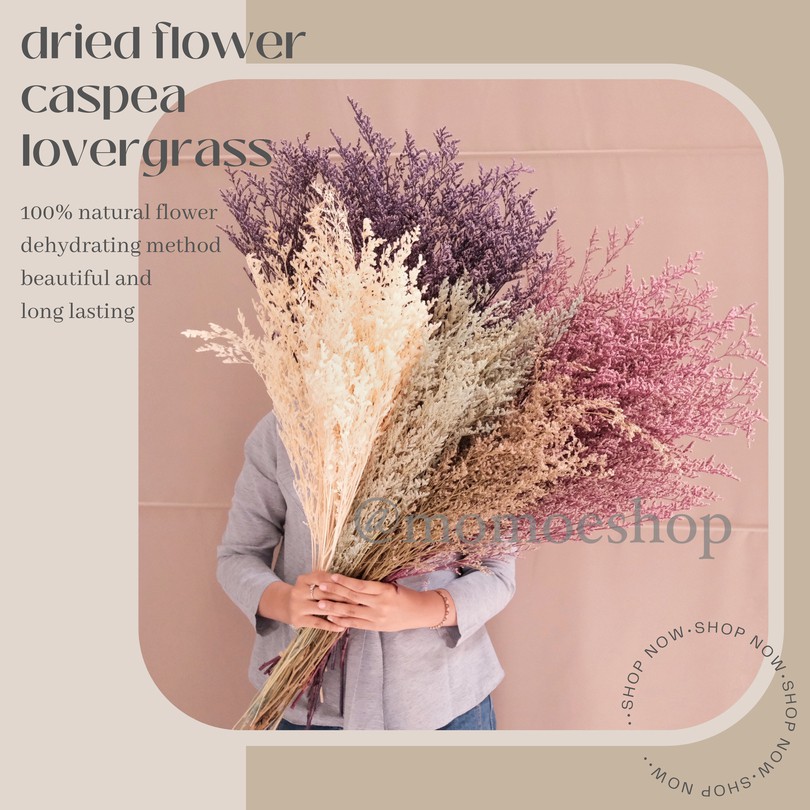 PROMO GROSIR MURAH Import Dried Flower Dekorasi Bunga Kering Rustic Caspia Limonium Caspea Preserved