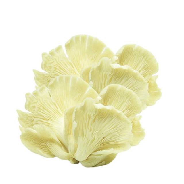 

KangSayur - Sayuran Segar JAMUR TIRAM Fresh 250 Gram