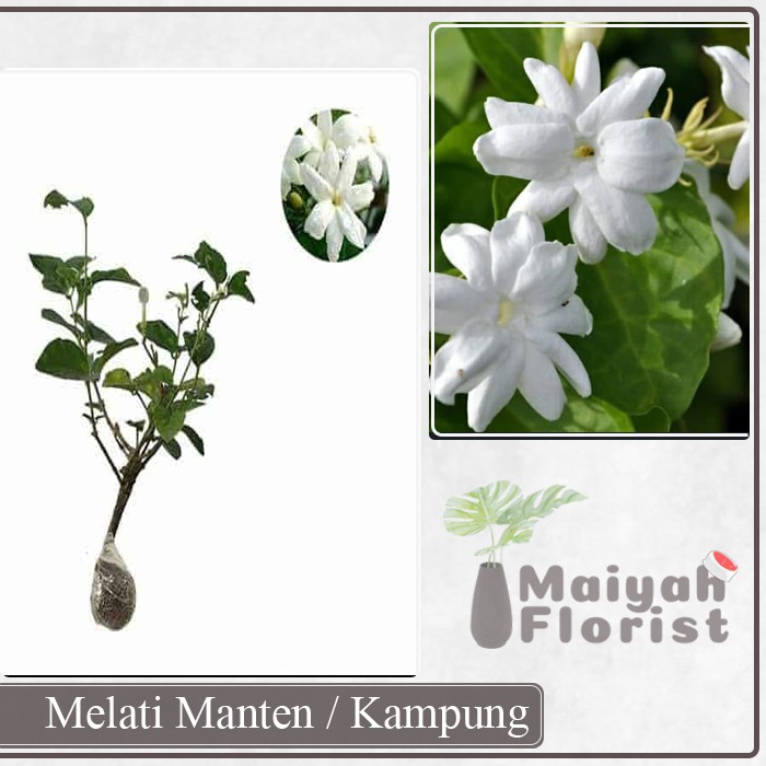 Melati Manten / Melati Kampung - Tanaman Hias