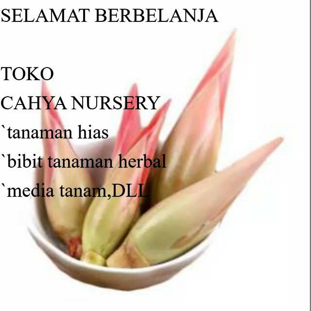 

PROMO Bunga ke combrang segar 100gram bunga honje rombeh kecombrang